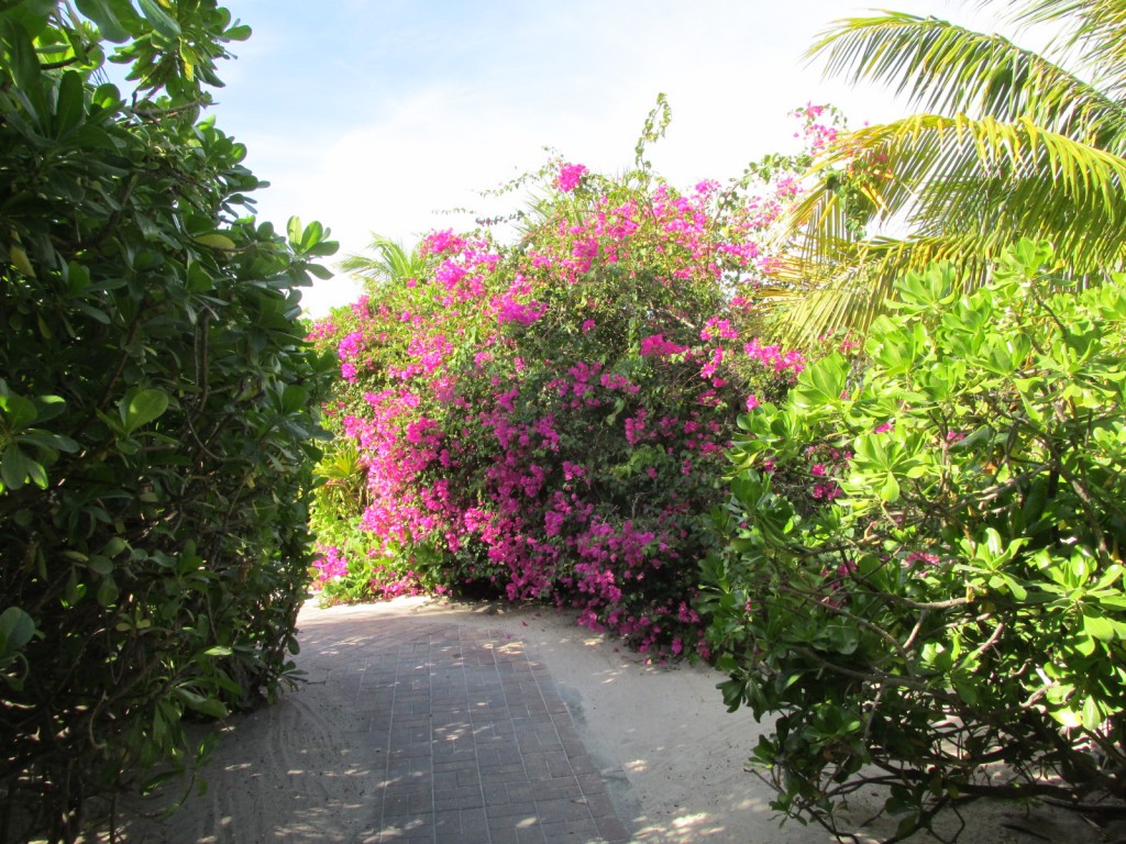 14.12.20 Half Moon Cay 6 Path