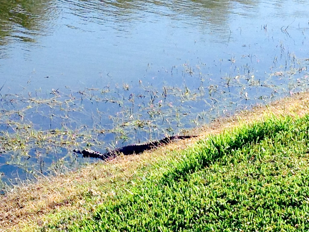 14.11.24 Naples Gator at Cedar Hammock