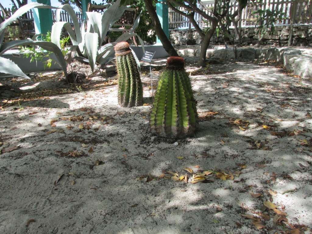 15.01.05 Grand Turk Cactus